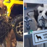 28-cachorros-hilários-que-fazem-de-tudo-para-ganhar-o-título-de-bom-garoto_capa