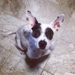 cachorros marcas unicas 15