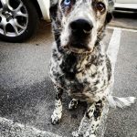 cachorros marcas unicas 16