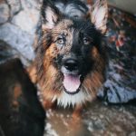 cachorros marcas unicas 18