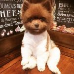 cachorros marcas unicas 19