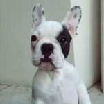 cachorros marcas unicas 2