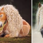 15 cavalos belíssimos que nos deixam completamente sem fôlego-capa