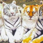 26 animais que nos maravilharam com sua coloração-capa