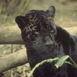 7948610-Black_jaguar-1543579227-728-7b8f5fed34-1543743601