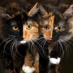 7948760-Aperfectpair-Imgur-1540899243-728-bbc4ffd9bd-1543743601