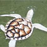 7948910-HalfalbinoturtlehowbeautifulTurtlesaremyfavorite-Imgur-1543579176-728-9bc2afe65a-1543743601