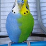 7949060-Araregreenandbluebudgie-Imgur-1543580115-728-35896c6085-1543743601