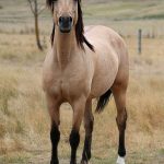 8462160-awesome-horse-photo-pics-1544692681-728-08096ed6ad-1545046534