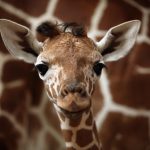 Baby Giraffe Meets Its Public At Ramat Gan Zoo
