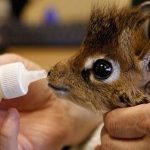 8615660-I-cannot-handle-the-cuteness-level-of-this-newborn-giraffe-1545092506-728-bb66a6b3a4-1545390106