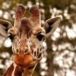 8615710-giraffe-3344366_640-1545093050-728-4cc1b031ad-1545390106