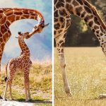 As girafas estão em sério risco de extinção, e isso é devastador-capa