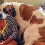 10 Raças de cachorros para quem sempre sonhou ter um ursinho em casa-capa