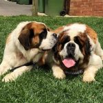 10 Raças de cachorros para quem sempre sonhou ter um ursinho em casa1