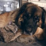 10 Raças de cachorros para quem sempre sonhou ter um ursinho em casa2