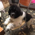 10 Raças de cachorros para quem sempre sonhou ter um ursinho em casa3