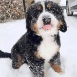 10 Raças de cachorros para quem sempre sonhou ter um ursinho em casa5