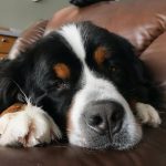 10 Raças de cachorros para quem sempre sonhou ter um ursinho em casa6