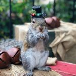 13 animais que não se esqueceram de agradecer a seus resgatadores1