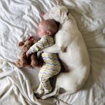 13 animais que não se esqueceram de agradecer a seus resgatadores3