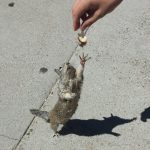 1343060-image-crop-640x759-1527590195-728-897ac12f9d-1528288881