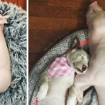 15 fotos super fofas de antes e depois de animais que cresceram juntos-capa