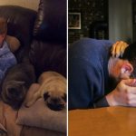 18-fotos-emocionantes-que-mostram-que-nossos-animais-estão-sempre-lá-para-nos-apoiar-capa