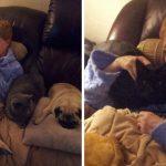 18 fotos emocionantes que mostram que nossos animais estão sempre lá para nos apoiar-capa