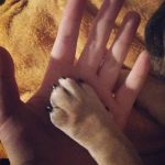 18 fotos emocionantes que mostram que nossos animais estão sempre lá para nos apoiar8