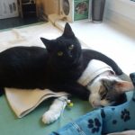 18495410-Rademenes-1513844926-650-5b0e2f6075-1515130212