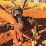 18495510-11921803_852312534837466_2336229791069160631_n-1513850179-650-b582897e6e-1515130212