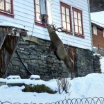 18495710-148519017519835566-1513843591-650-6ffc1c61a3-1515130212