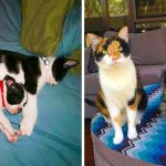20 animais gêmeos de diferentes espécies que nos fizeram dizer iti malia-capa