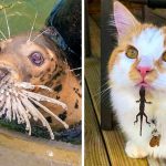 21 animais que vão animar você melhor do que qualquer comediante-capa