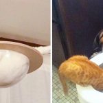 21 gatos que farão sorrir até a pessoa mais rabugenta do mundo-capa
