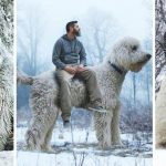 23 animais incríveis que você talvez consiga encontrar uma vez em toda a vida-capa
