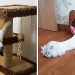 25 gatos histericamente flexíveis que quebraram todas as leis da física-capa