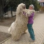 9011610-image-crop-510x427-1547492483-728-2603a3a395-1548128175