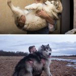 9011710-image-crop-728x1133-1547537969-728-704837cca3-1548128175