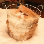 9136960-34-1547627708-728-ed6b4e9399-1547734905