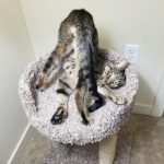 9137010-image-crop-617x712-1547551336-728-0dd4977a70-1547734905