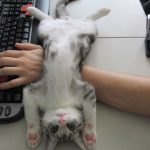 9137310-5OCNvRd-0057460001547551649-728-075403225f-1547734905