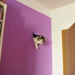 9137860-image-crop-282x224-1547552128-728-671ca69c9d-1547734905