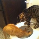 9138010-image-crop-463x548-1547552169-728-de9be24f37-1547734905