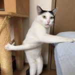 9138110-Capture-0198256001547552929-728-b83aaadfac-1547734905