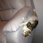 9138760-image-crop-356x337-1547655637-728-02ab699cf1-1547734905