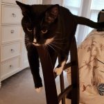 9138860-image-crop-640x701-1547655715-728-52f399829c-1547734905