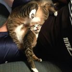 9138960-image-crop-704x780-1547655559-728-ef191bb9ba-1547734905