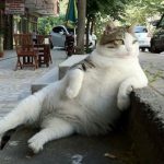 9139060-image-crop-524x408-1547655748-728-5ead98fb44-1547734905